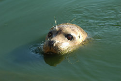 foca1 By dianaeberni