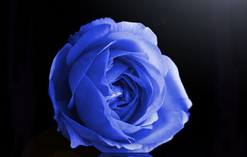 rosa By Terry Grealey