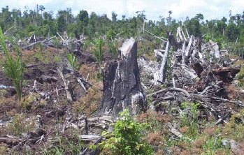 Un'immagine della deforestazione