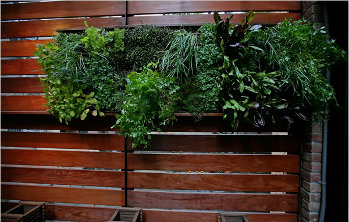 wall of green Foto: NYT.