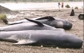 balene spiaggiate La strage di cetacei