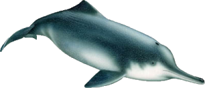 lipote lipote