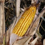 Anche la Germania dice no al mais OGM
