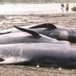 Video: 125 balene spiaggiate in Nuova Zelanda