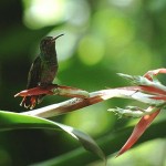 Biodiversità: la Costa Rica sta per bandire la caccia sportiva